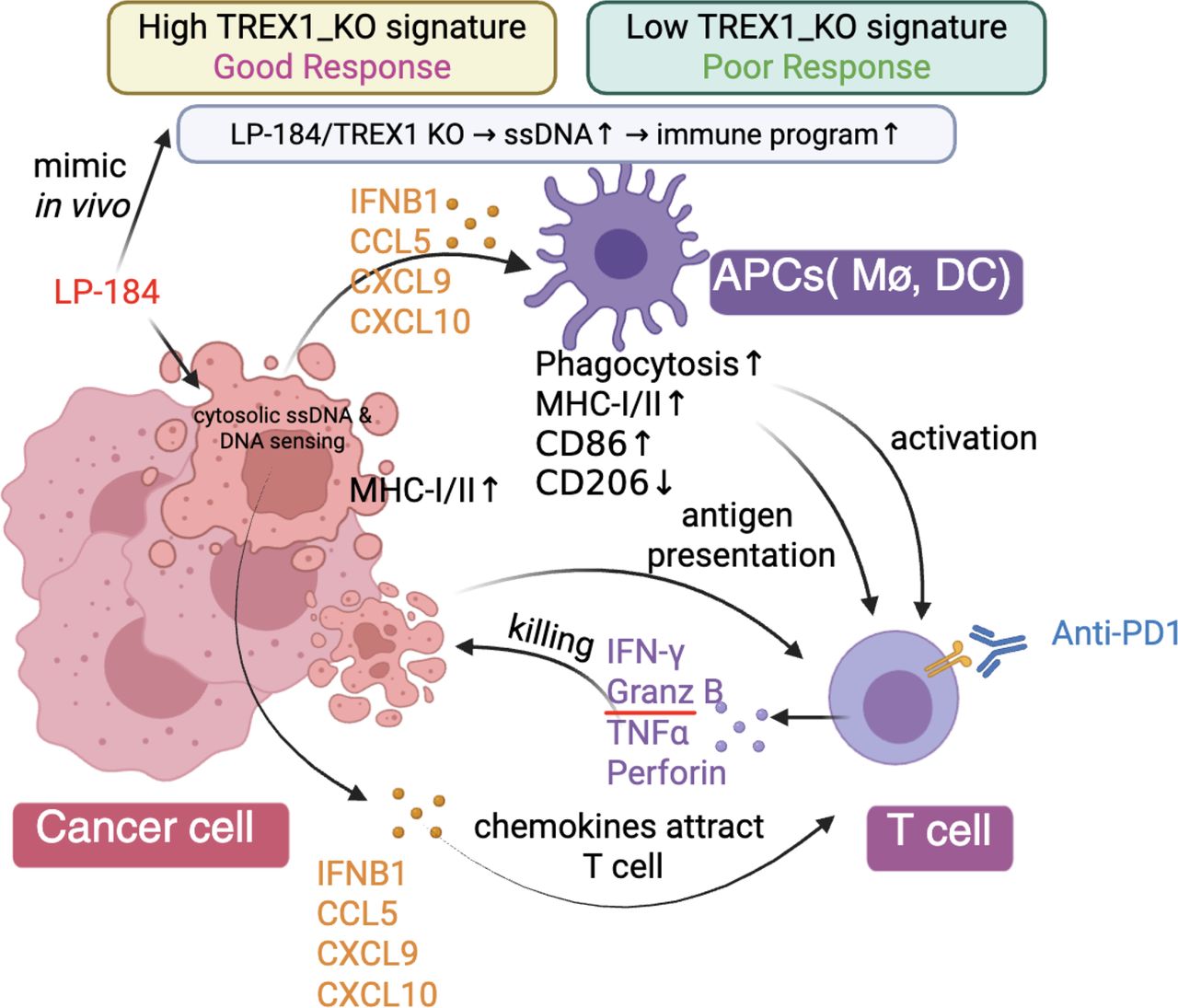 JITC graphical abstract